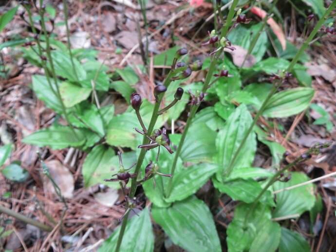 写真:コクラン