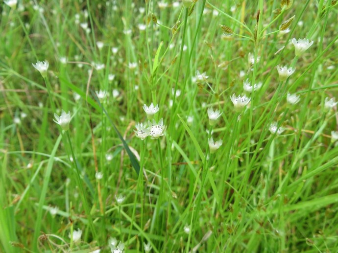 写真：イヌノハナヒゲ